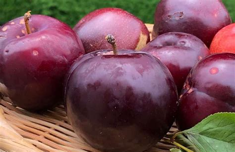 Arkansas Black Apple Purchase Price Specifications Cheap Wholesale