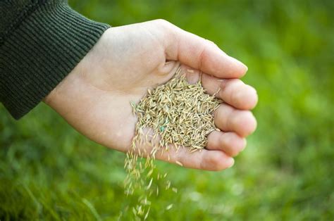 What Are The Best Tips For Growing Grass Seed With Pictures