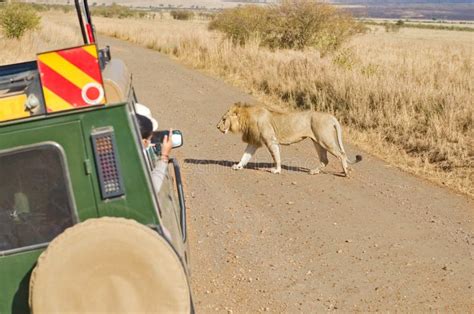 Safari Em Turistas Africanos Em Carro Safari Assistindo Leão Em Um Carro Selvagem Dirigindo Na