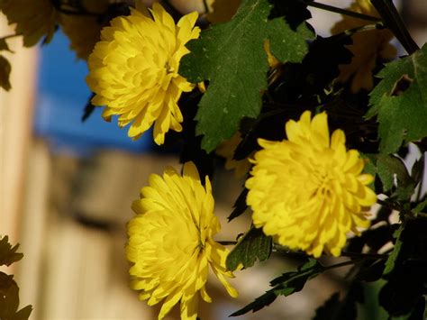 There aren't too many flowers that bloom all year, but this is a species that is known to do just that. Flowers bloom all year round | Flickr - Photo Sharing!