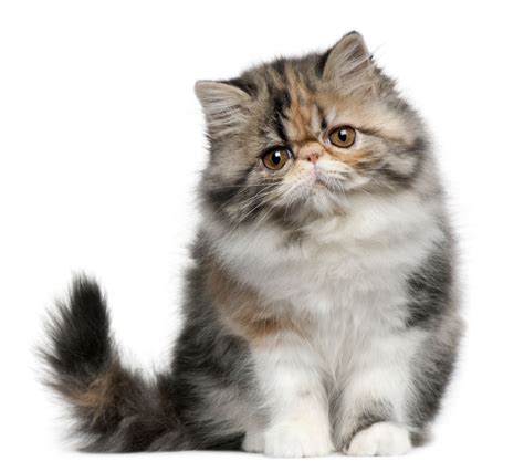 Watery Eyes in Cats - Cat Appy