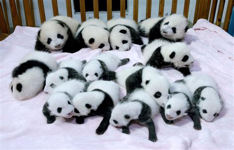 Hd Panda Pandas Baer Bears Baby Cute Photo Download Wallpaper
