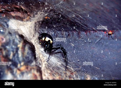 African Hermit Spider Nephilingis Cruentata In Its Web In Congo Stock