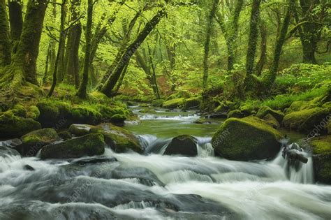 River Flowing Through Beech Woodland Stock Image C0484128
