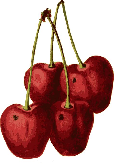Classic Cherries Openclipart