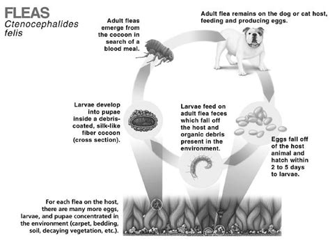 We did not find results for: Revolution Topical - FDA prescribing information, side ...