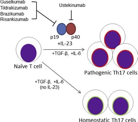 Targeting Interleukin 23 In The Treatment Of Noninfectious Uveitis