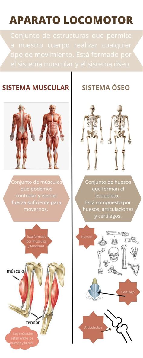 Infografía aparato locomotor Infographic design Poster Infographic