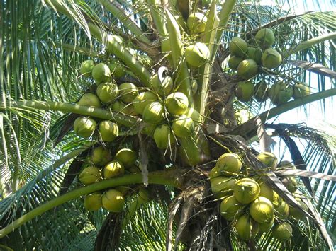 Genap 3 tahun, kelapa pandan yang ditanam semasa berhijrah ke manjung telah mengeluarkan hasil. pembekal benih kelapa matag