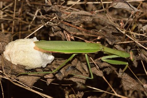 A Female Praying Mantis Secretes A Foam Like Substance Which Hardens