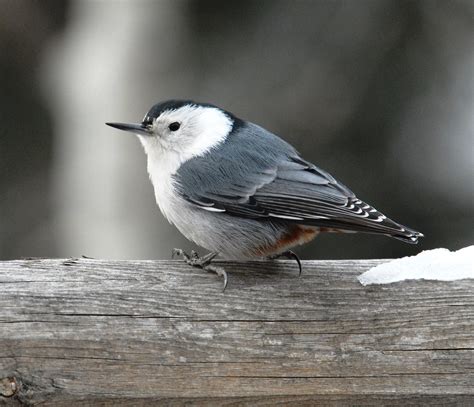 Six Winter Birds Youre Likely To See Updates From The Us Fish And
