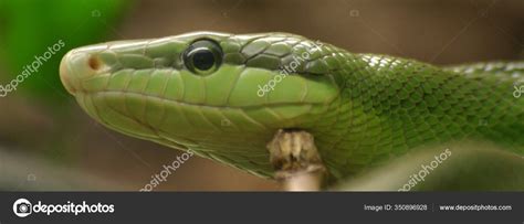 Dangerous Snake Carnivorous Reptile Stock Photo By ©panthermediaseller