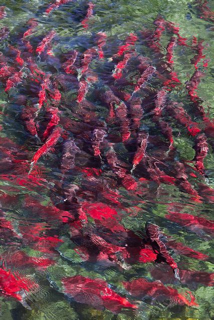 Massive Adams River Sockeye Salmon Migration Natur Wildnis