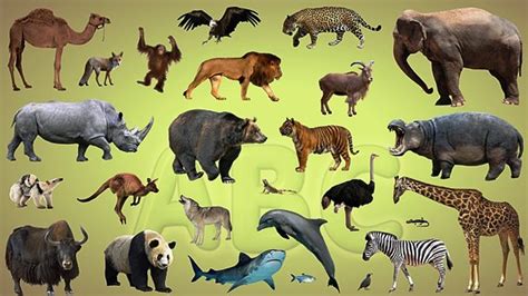 Please list any additional countries you'd like to visit. Características de los animales - Reino animal