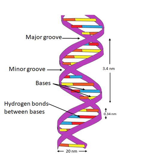 Dna Structure Labeled Hydrogen Bonds