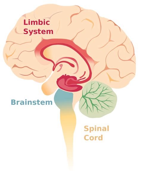 Limbic System Functions Problems Responsibility And Its Health