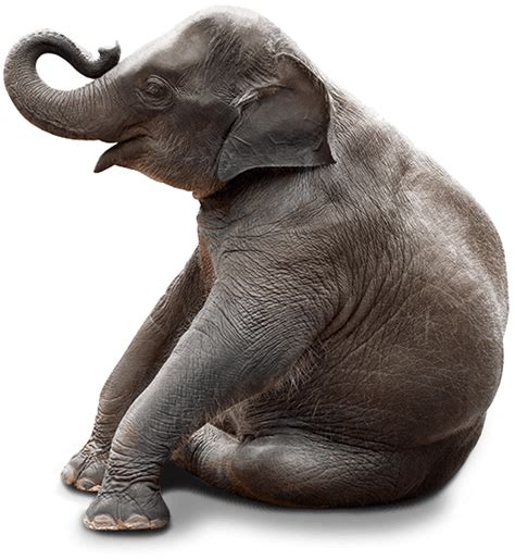 Chair Stock Photography Bench Elephant Sitting Cute Elephant Png