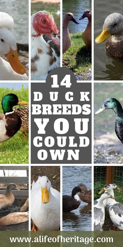 Duck Breeds 14 Breeds You Could Own And Their Facts At A Glance Artofit
