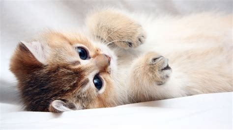4k Kittens Wallpapers High Quality Download Free