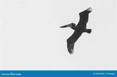 A Solitary Blue Heron Flying Stock Photo Image Of Lake Summer 78591546