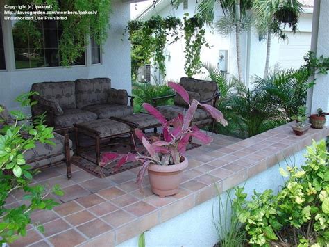 You may root first in water before planting. Tropicals & Tender Perennials: Night Blooming Cereus with ...