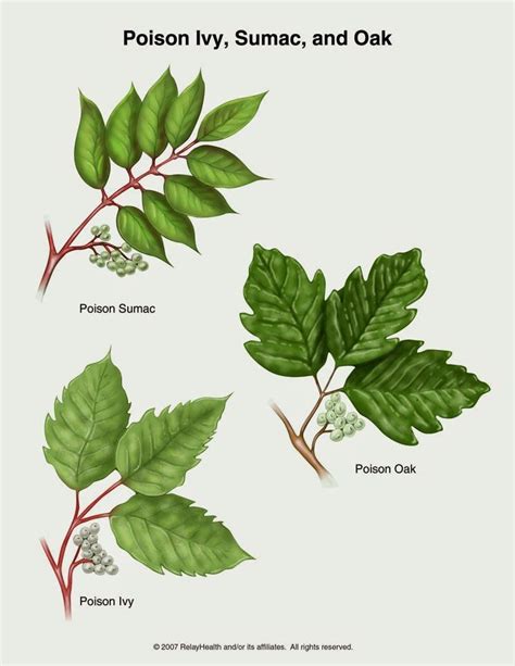 How To Identify Poison Ivy Betsvvti
