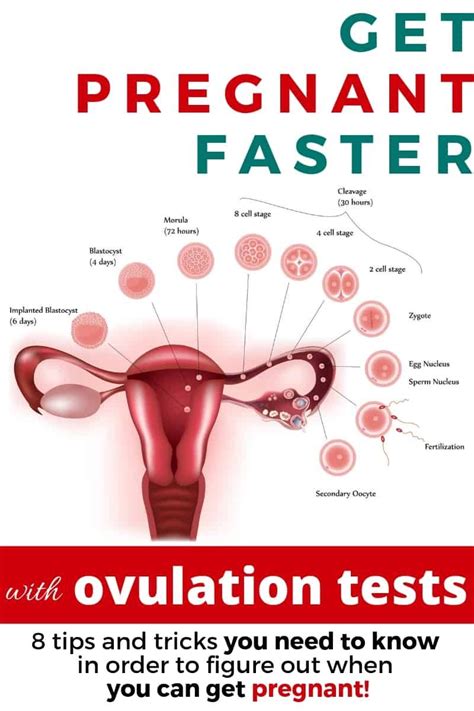 Best Way To Know If You Are Ovulating Just For Guide
