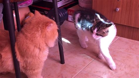 Persian Cat Vs Maine Coon Mix Adorable Cat Cat Lover Only Carlo