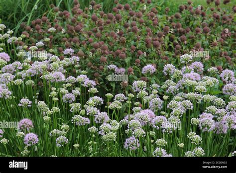 A Garden Filled With Blooming Pink Moon Allium In Front Of Spent Purple