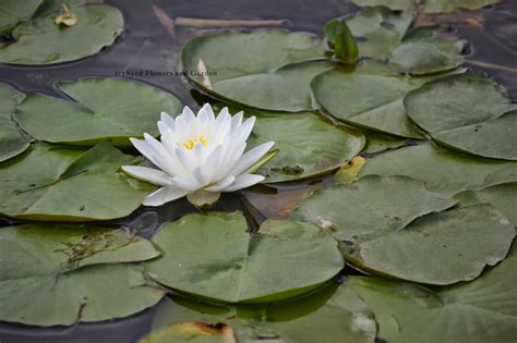 Flower And Garden How To Grow Water Lilies Or Aquatic