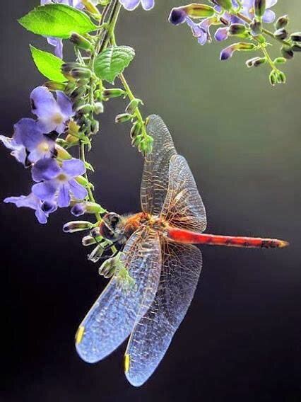 A Dragonfly Beautiful Bugs Beautiful Butterflies Amazing Nature