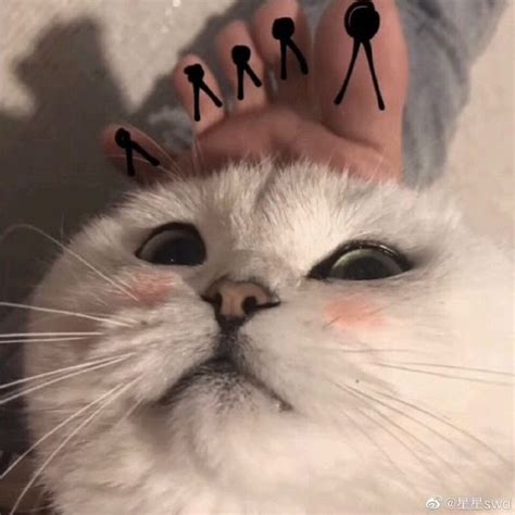 pp couple kucing imut