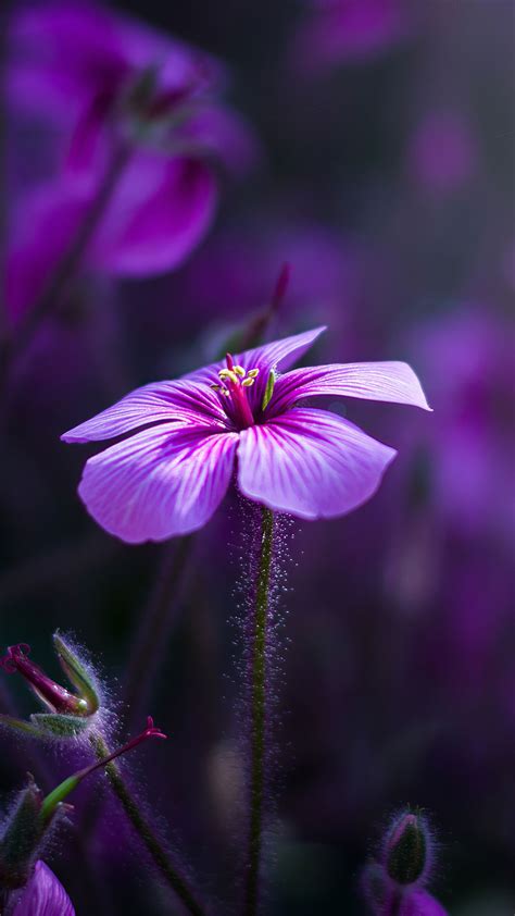 Purple Flowers Macro 4k In 1080x1920 Resolution Flower Images