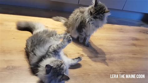 Maine Coon Cats Playing Videos Viralcats At Viralcats