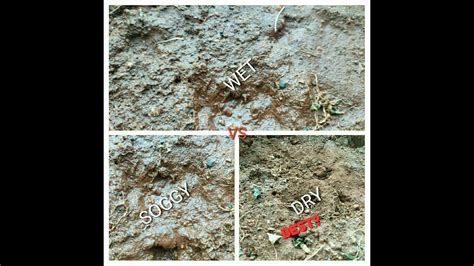 Which Soil Is The Best DRY VS WET VS SOGGY Soil Gardening Soil Plants