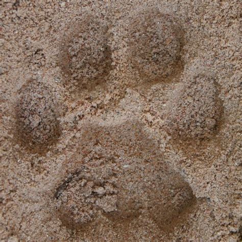 Left Hind Mountain Lion Track Naturetracking