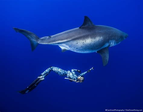 Conservationists Swim With One Of The Largest Great White Sharks Ever