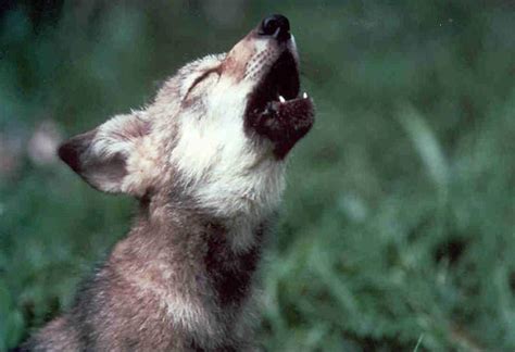 Court Rejects Flawed Mexican Wolf Rule Brave New Wild