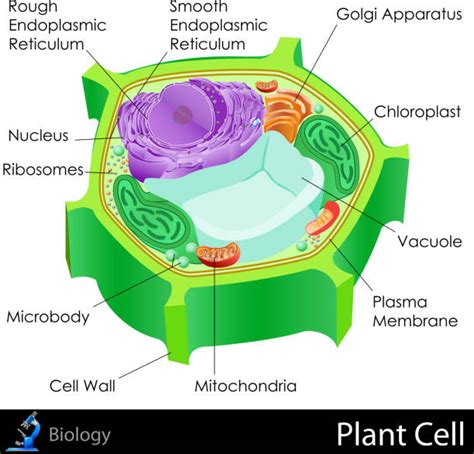 80 Cross Section Of A Cell Membrane Stock Illustrations Royalty Free