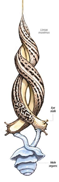 26 Mating Leopard Slugs Ideas Slugs Leopard Lucky Tattoo