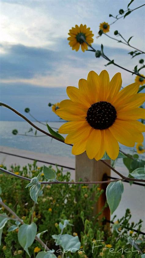 Sunflowers And The Ocean Port Aransas Texas Port Aransas Texas
