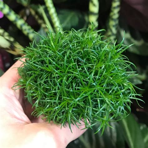 Successfully Growing Your Irish Moss Sagina