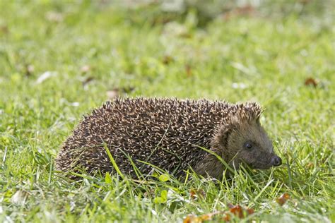 Hedgehog Awareness Week