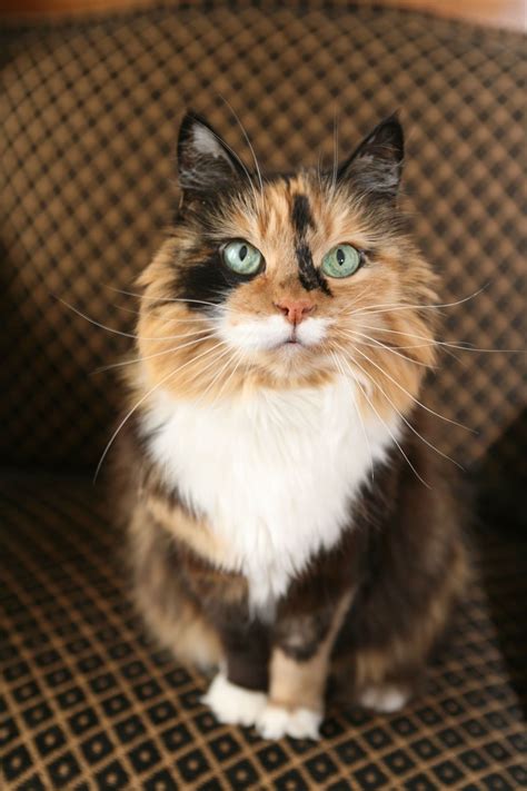 These Calico Cat Personality Traits Will Not Fail To Enchant You