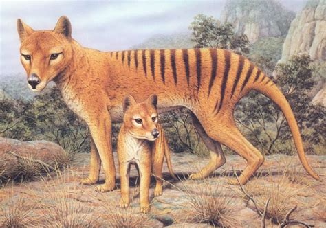 Animals Plants Rainforest: Tasmanian tiger (Thylacinus cynocephalus)
