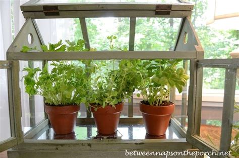 I let the greenhouse do its thing, which let me. A Tabletop Greenhouse for Growing Herbs | Growing herbs ...