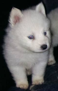 > all south florida broward county miami / dade palm beach co. Mini Siberian Husky Hybrid Puppies for Sale in Lake Wales ...