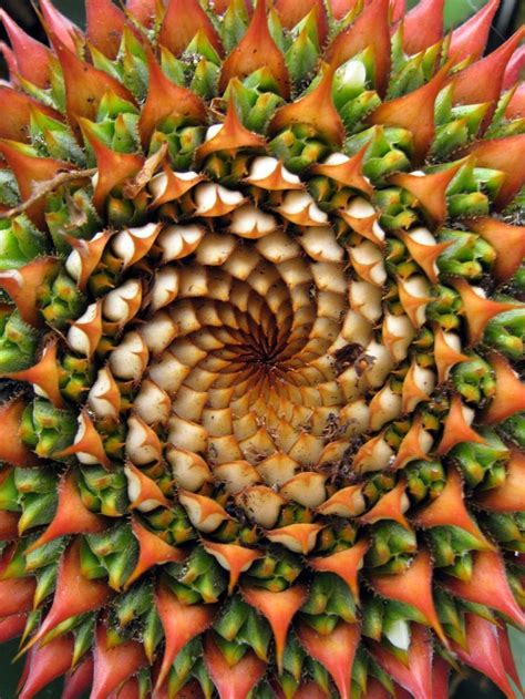 Art By Nature In 2020 Fractals In Nature Fibonacci In Nature
