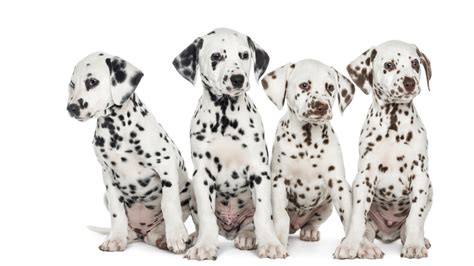 Adorable Dalmatian Puppies Sit Back As They Watch Their Parents Play
