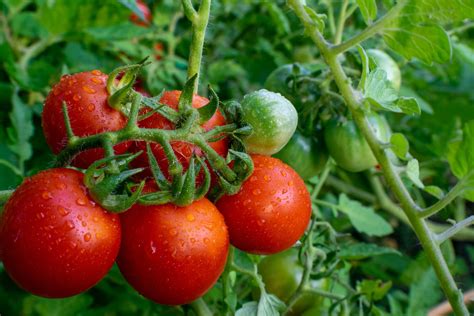 Tamina Tomato Growing Plant Care And Facts Plantura